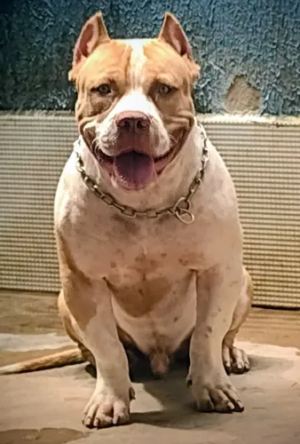 Brazilian Bull