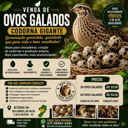 Ovos codorna Gigante 