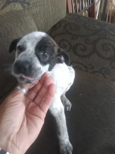Cachorros vira lata