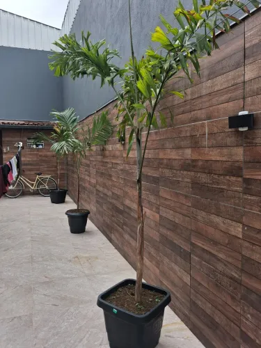 Planta palmeiras 2m com vaso