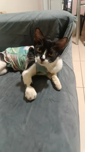 Gatinha castrada disponível para adoção responsável