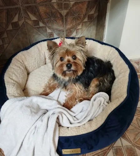 Vendo York fêmea 2 anos e 10 meses 