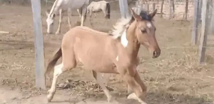 Cavalo
