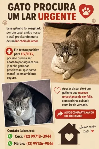 GATO PROCURA UM LAR  URGENTE 