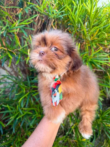 Shih tzu mini exótico 