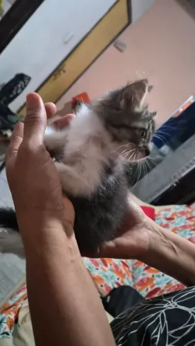 Gato