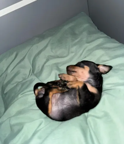 Pinscher 