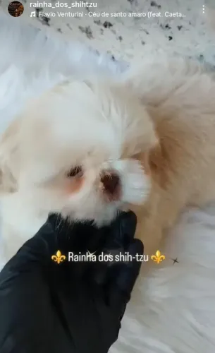 Shih-tzu para clientes exigente 