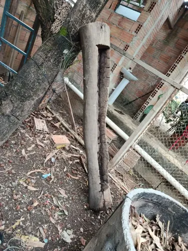 Cocho madeira