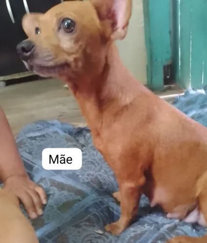 Vende-se 3 cachorrinhos machos pinscher