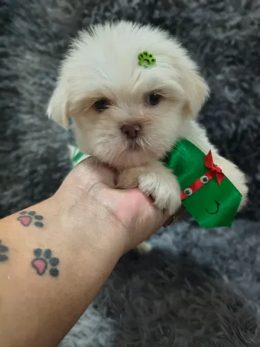 VD filhotes de Shihtzu com vacinas p entrega