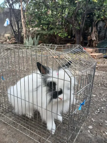 Vende se colho, mini lion, fêmea, 1 ano