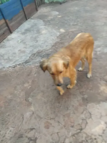 Doação de pet-macho