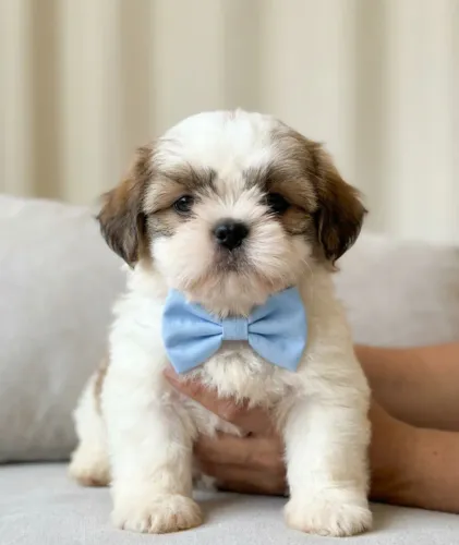 Shih Tzu/ Shitzu baby filhotes de apartamento brincalhões macho e fêmea vacinados