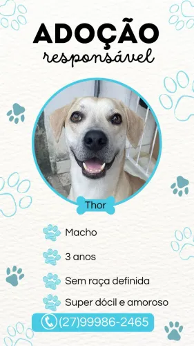 Adoção responsável - Cachorro Thor