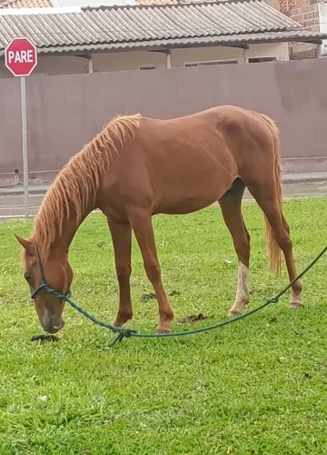 Vende-se cavalo
