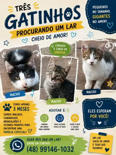 Doacao de gatinhos Macho