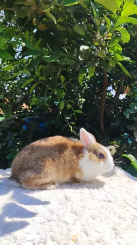 Coelho Netherland Dwarf - Anão Holandês 