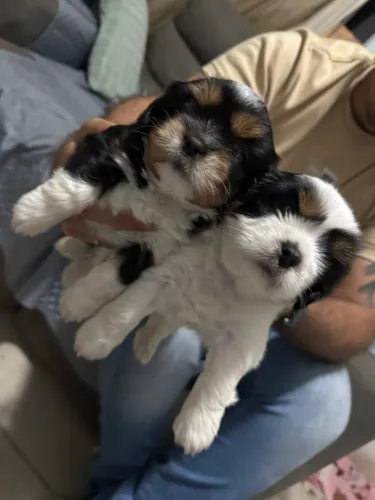 Shih tzu