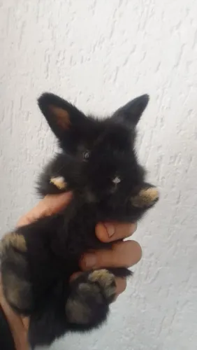 Coelhos