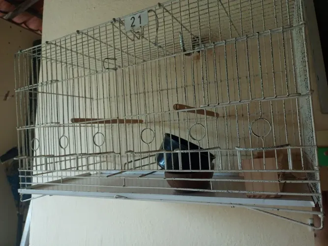 Vendo gaiola em ótimo estado de uso.