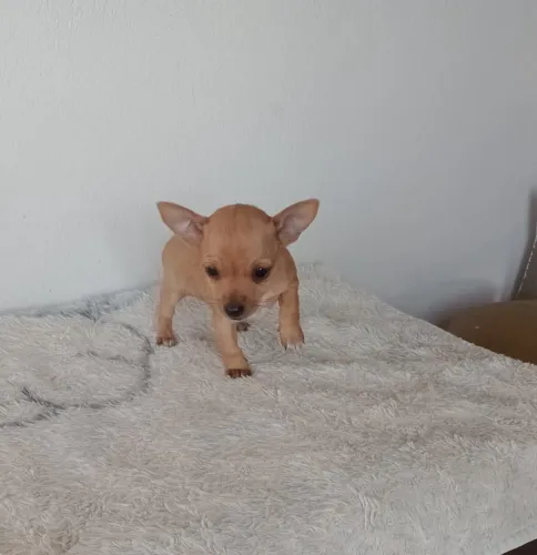 Pinscher com 50 dias vacinado