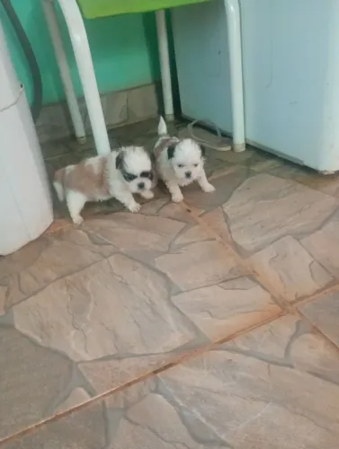 Vende-se shih Tzu 