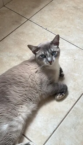 DOAÇÃO DE GATO