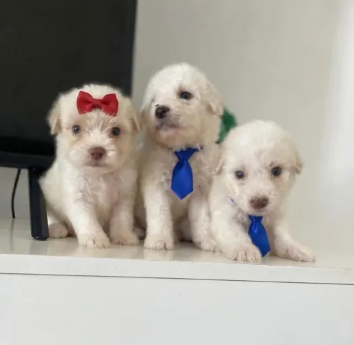 Poodle