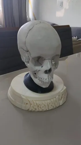 réplica articulada de um crânio humano