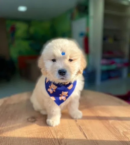 Golden Retriever 