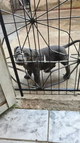 Pit Monster 