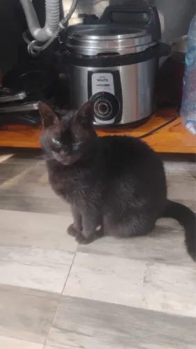 Gata fêmea castrada