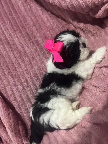 Fêmea shih tzu