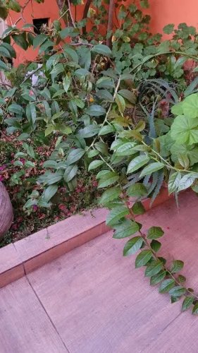 Planta ora pro nobis