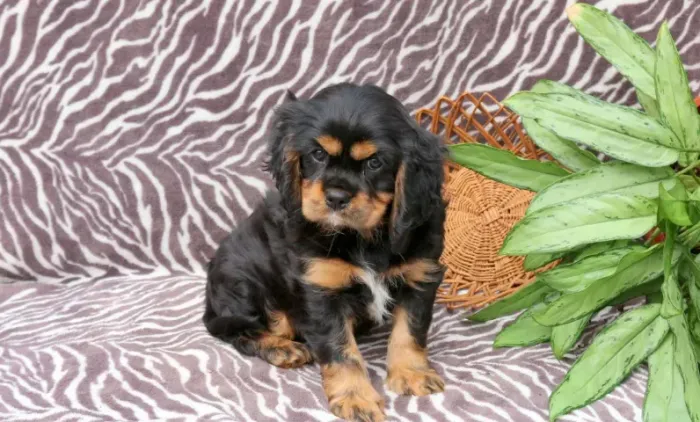 Cavalier King Charles Spaniel,Cavalier King Charles Spaniel Filhote Linda Linhagem Disponí