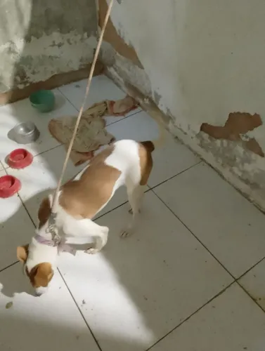 cachorrinha pra doação