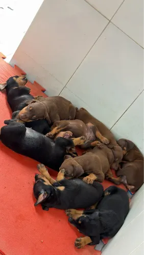 Filhotes de Doberman 