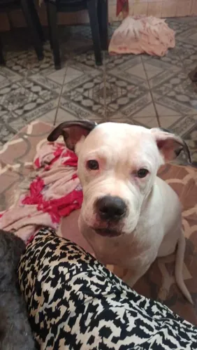 Doação de boxer