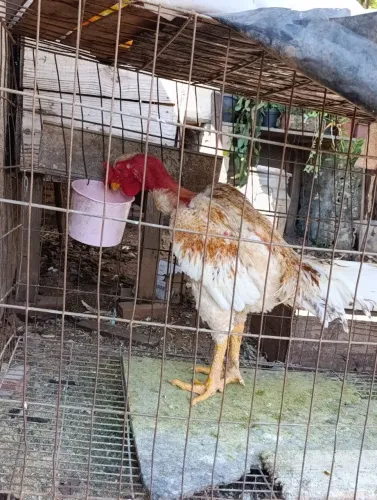 Vendo galo polaco