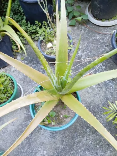 Babosa Aloe Vera