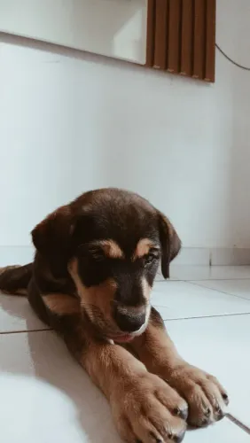 Doação de cachorro