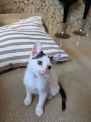 Gatinha tricolor filhote para adoção 