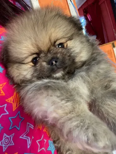 Lulu da Pomerânia 
