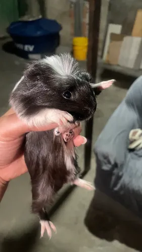 Porquinho da índia