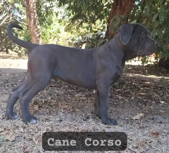 Cane Corso CBKC - 2 meses