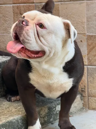 Buldogue Inglês