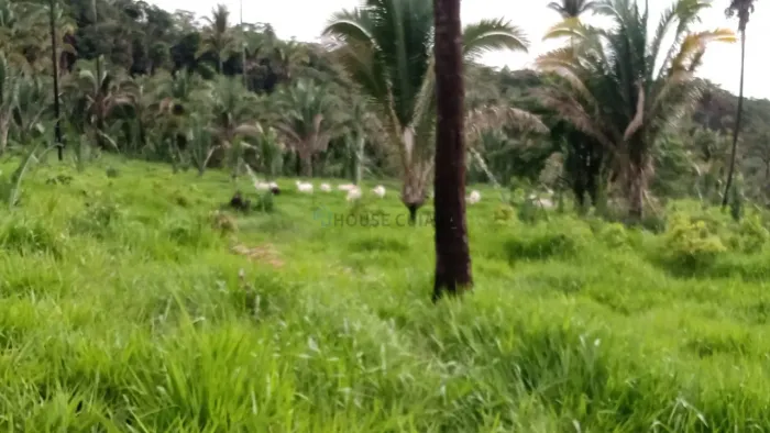 VENDO  FAZENDA 550 HECTARES | REGIÃO DE POXORÉU/MT