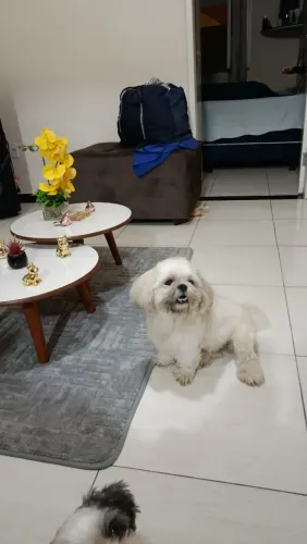 Doação de shih Tzu