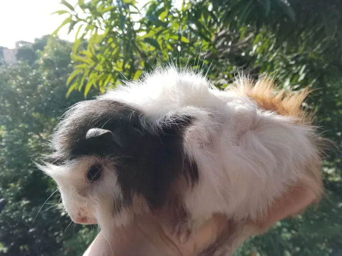 Porquinho da índia abssinio fêmea